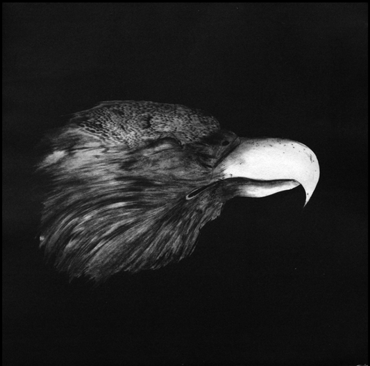 Tête d'animal